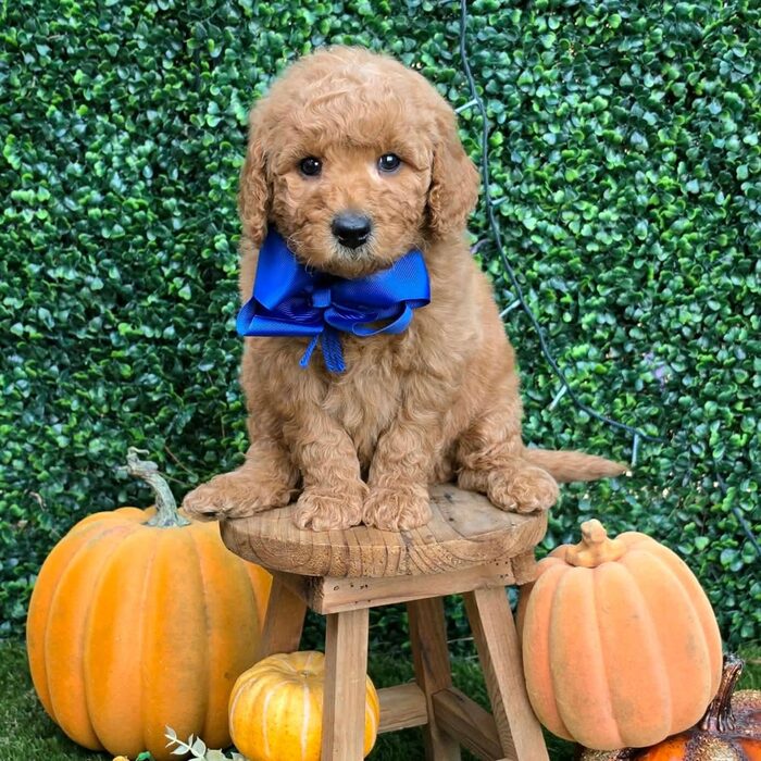 Sadie D x Turbo Litter Blue bow boy