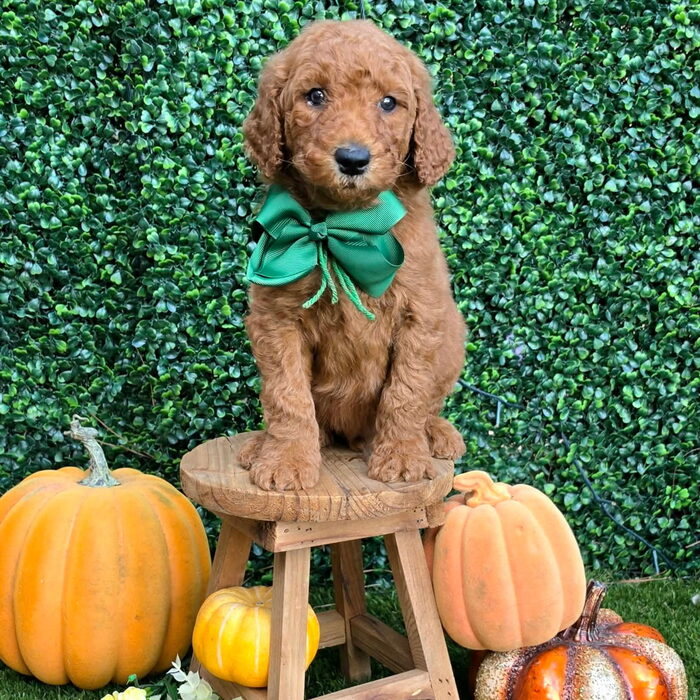 Sadie D x Turbo Litter Green bow boy