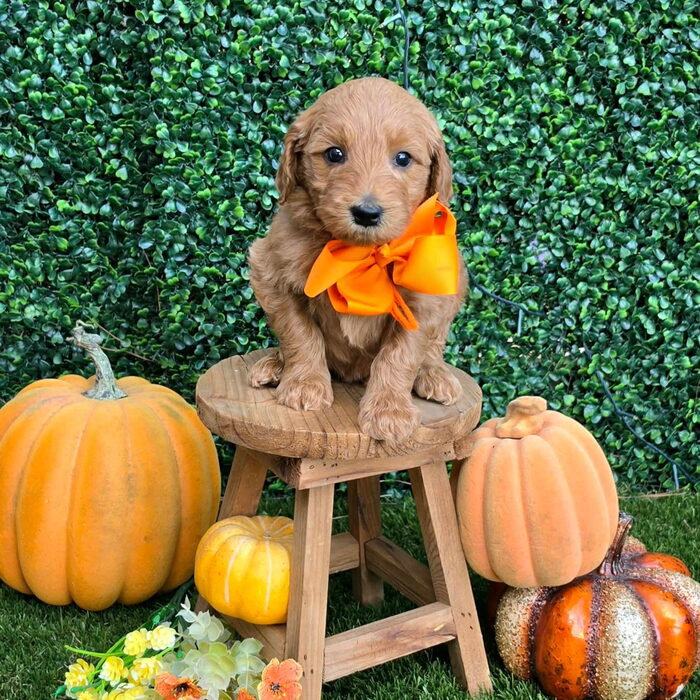 Sadie D x Turbo Litter Orange bow boy