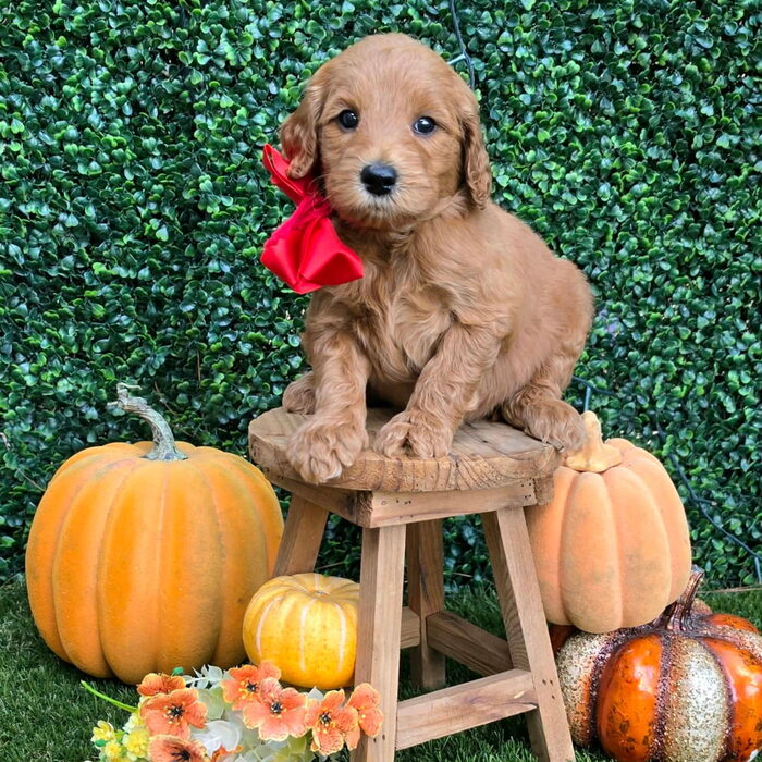 Sadie D x Turbo Litter Red bow boy