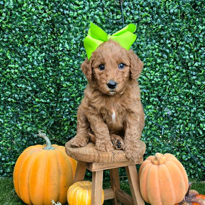 Sadie D x Turbo Litter Lime bow girl