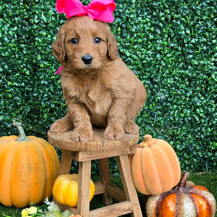 Sadie D x Turbo Litter Pink bow girl