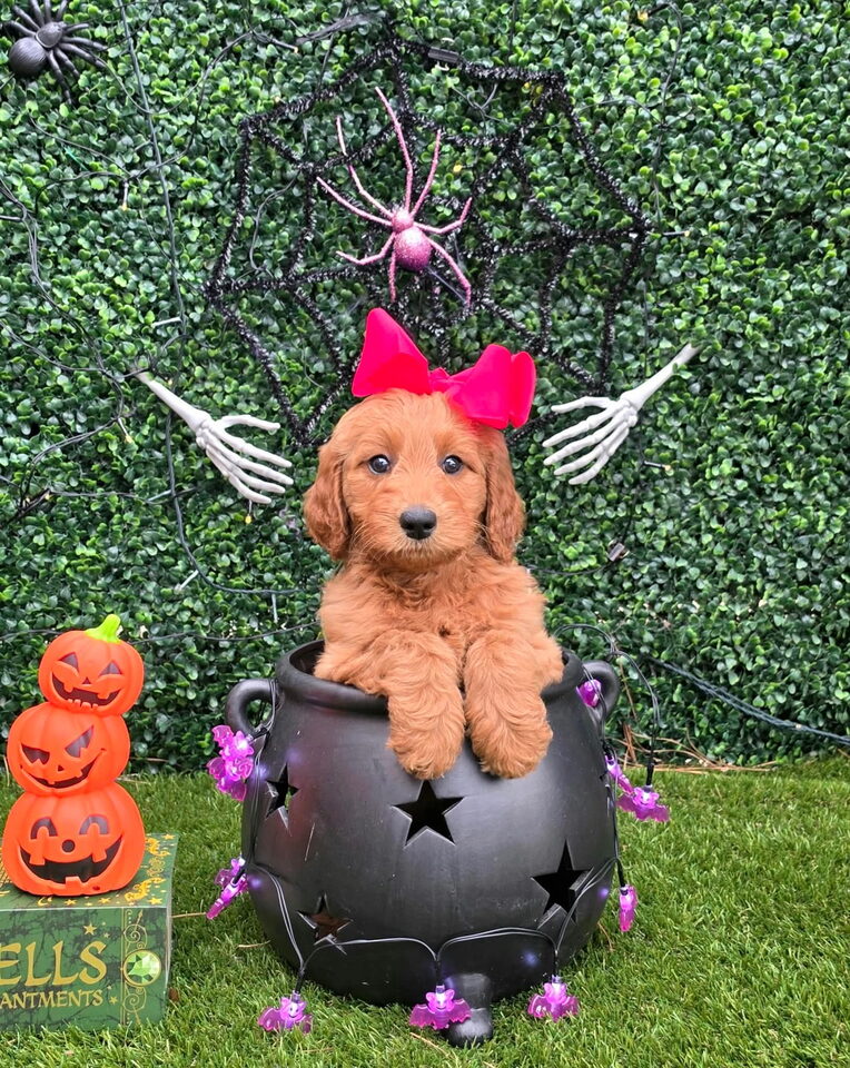Sadie D's Pink Bow Girl, Multigen Medium Goldendoodle puppy at Texas Doodles
