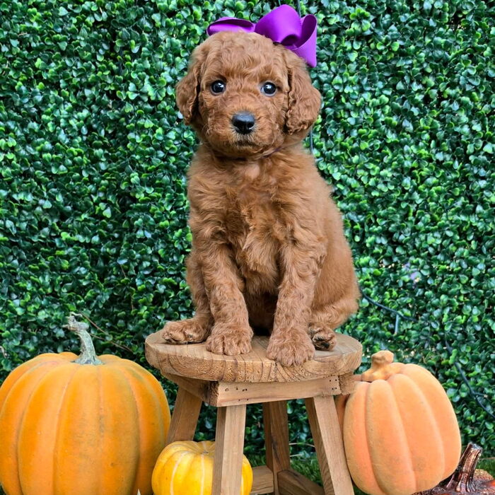Sadie D x Turbo Litter Purple bow girl