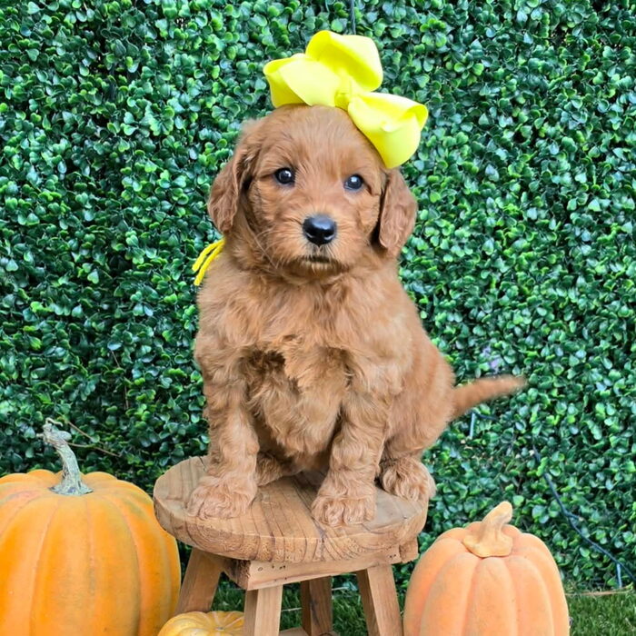 Sadie D x Turbo Litter Yellow bow girl