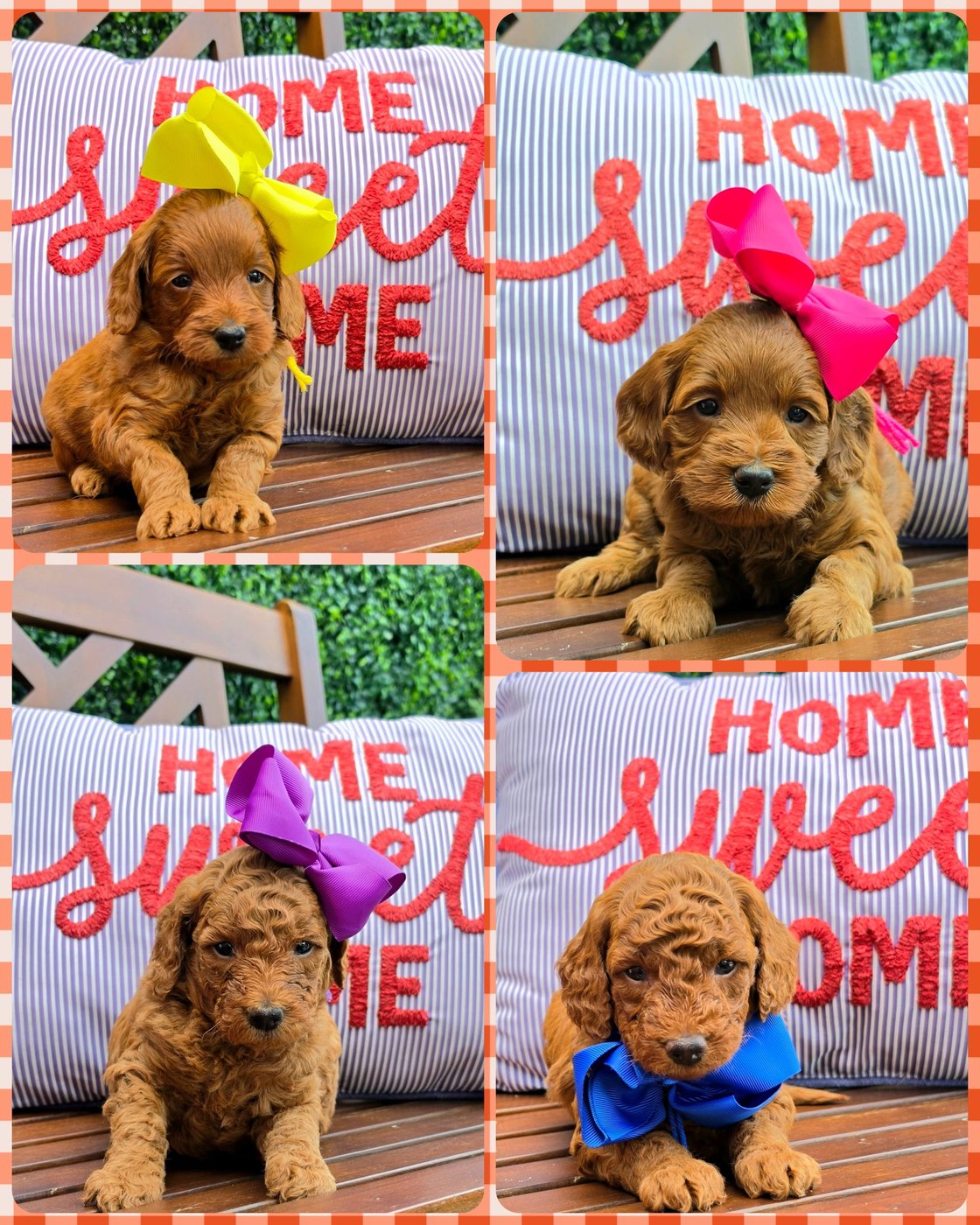 Sadie Mae x Taco Litter at Texas Doodles
