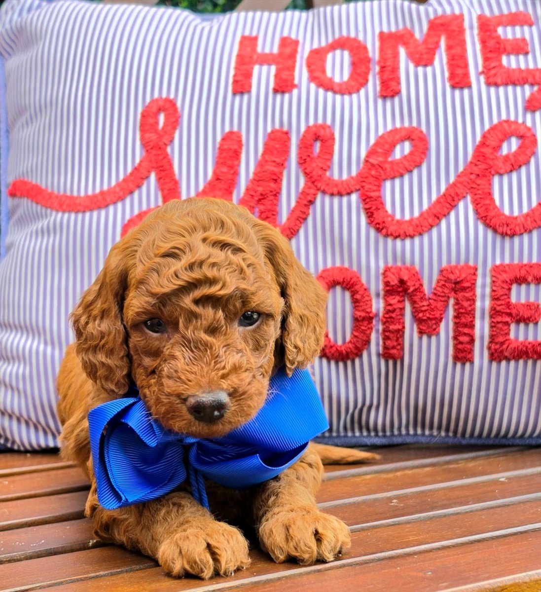 Sadie Mae x Taco Litter puppy