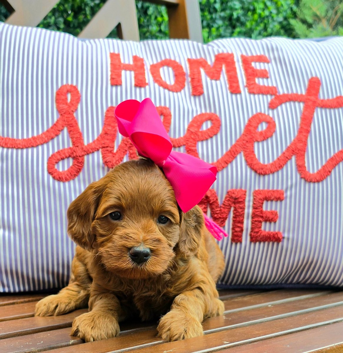 Sadie Mae x Taco Litter puppy