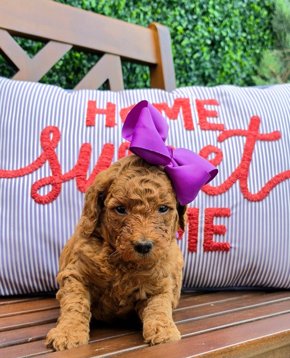 Sadie Mae x Taco Litter puppy
