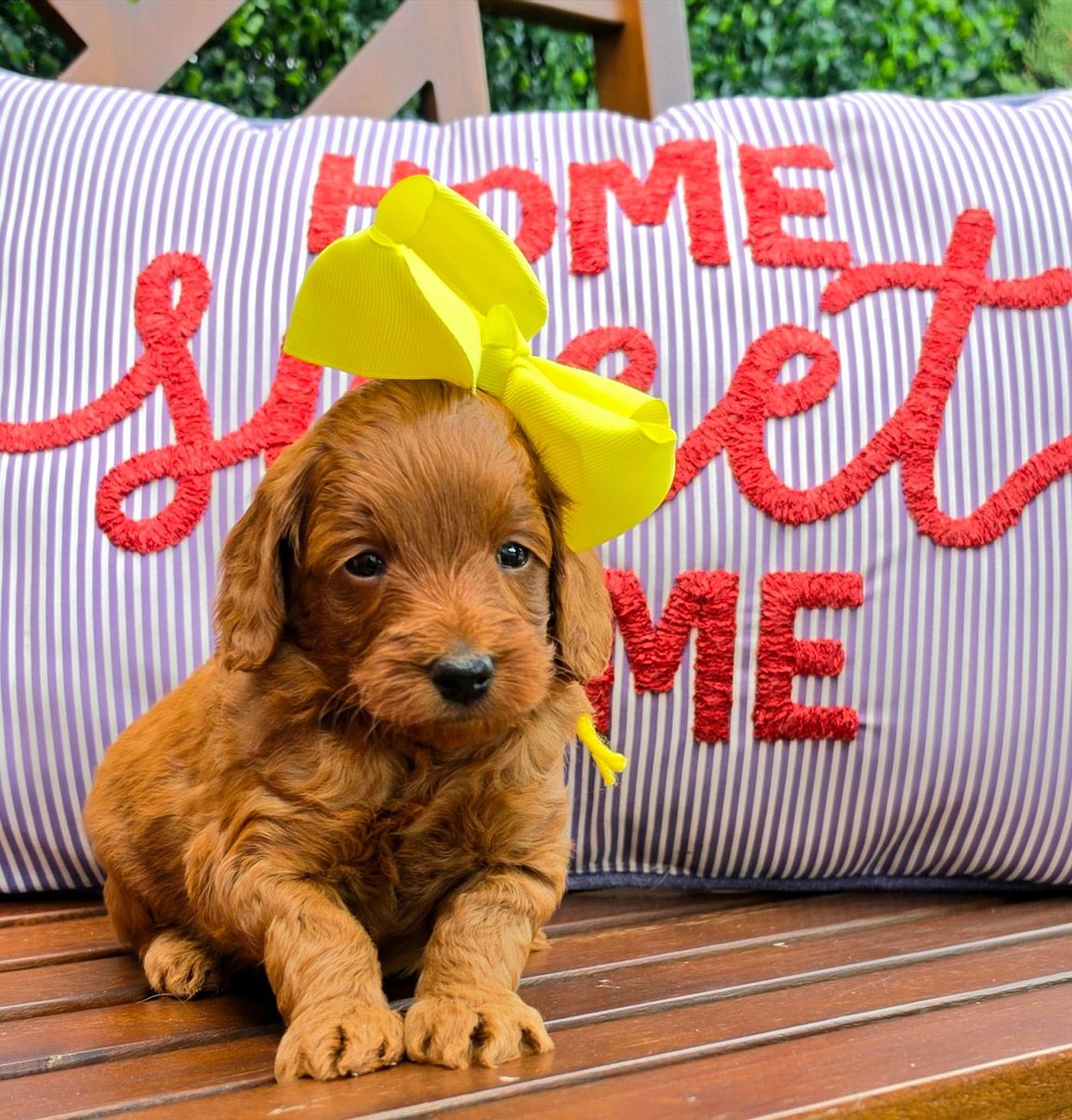 Sadie Mae x Taco Litter puppy