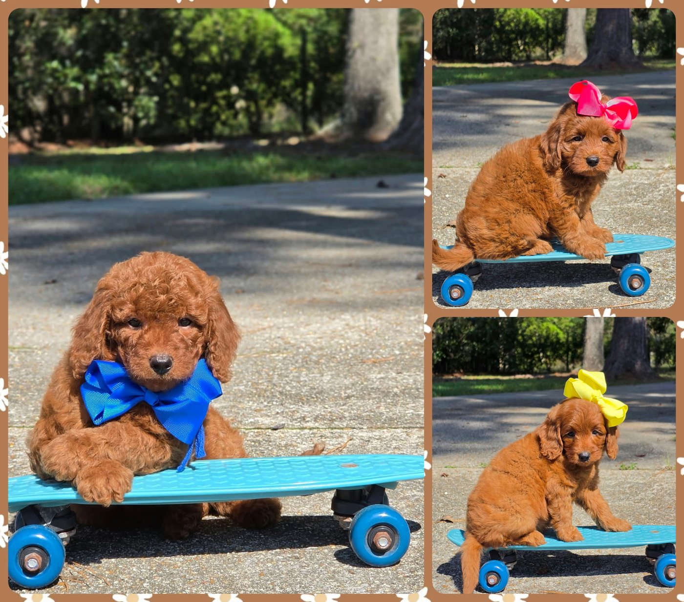 Sadie Mae x Taco Litter at Texas Doodles