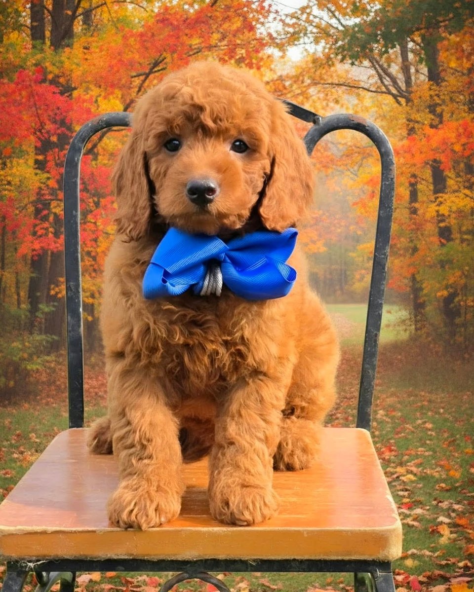 Sadie Mae's Blue Bow Boy, F1BB Petite Mini Goldendoodle puppy from the Sadie Mae x Taco, Summer 2026 litter