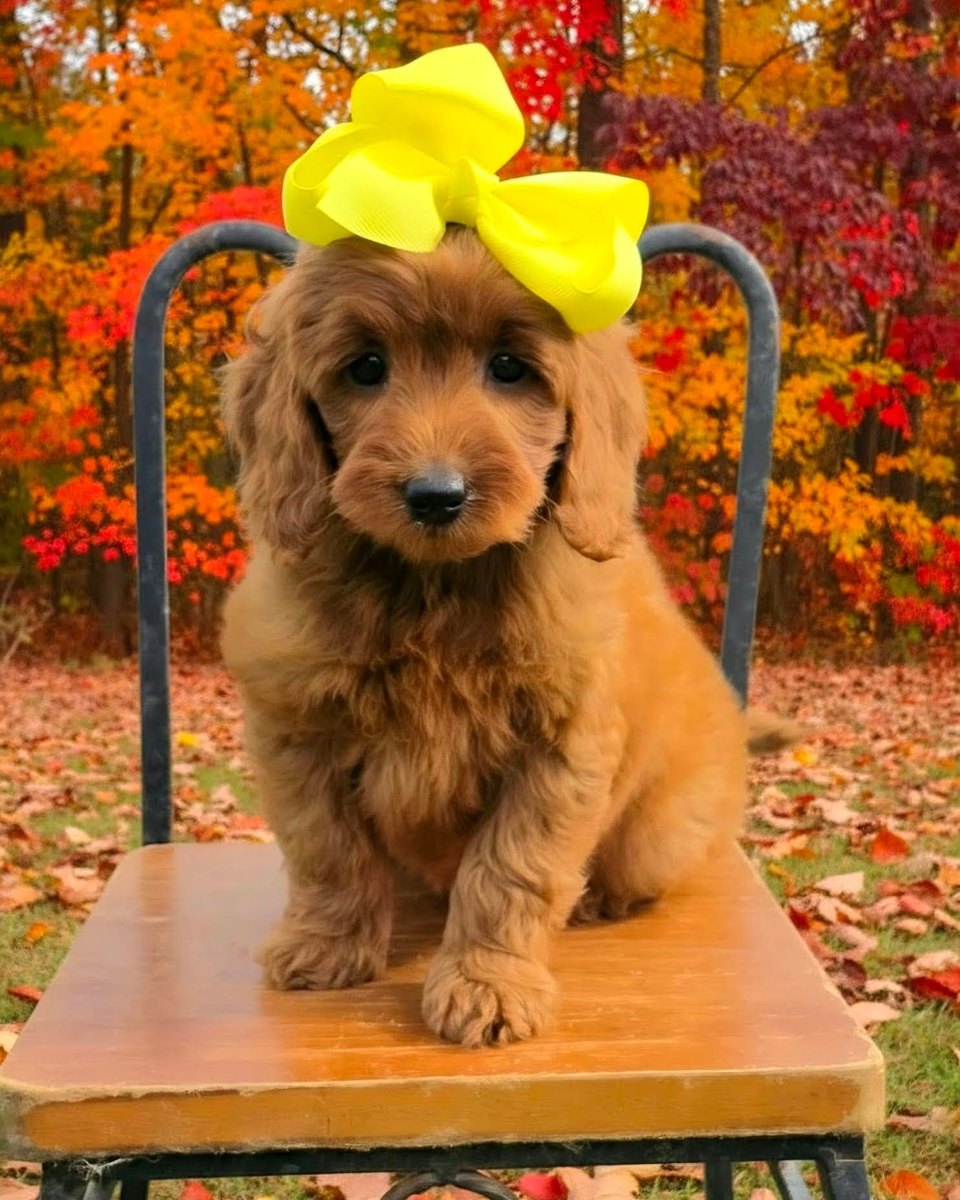 Sadie Mae's Yellow Bow Girl, F1BB Petite Mini Goldendoodle puppy from the Sadie Mae x Taco, Summer 2026 litter