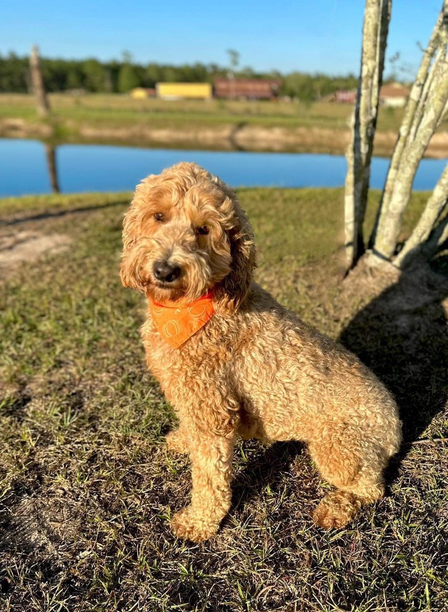 Sophie, a Goldendoodle at Texas Doodles in Kountze, Texas
