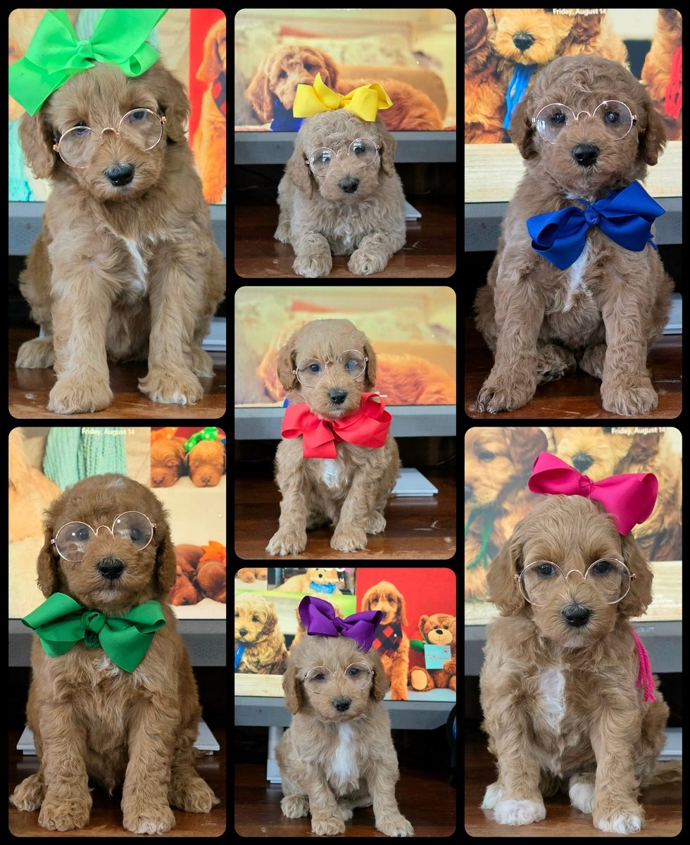 Sophie x Goose, Summer 2026 Goldendoodle litter at Texas Doodles