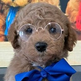Sophie x Goose, Summer 2026 Goldendoodle puppies at Texas Doodles