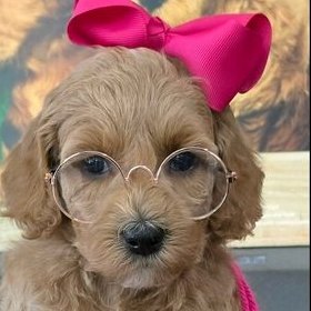 Sophie x Goose, Summer 2026 Goldendoodle puppies at Texas Doodles