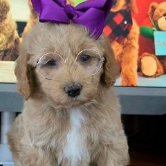 Sophie x Goose, Summer 2026 Goldendoodle puppies at Texas Doodles