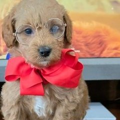 Sophie x Goose, Summer 2026 Goldendoodle puppies at Texas Doodles