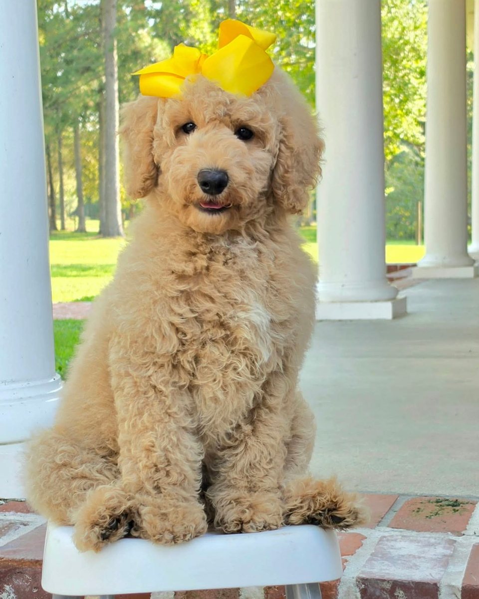 Sophie's Yellow Bow Girl, F1BB Miniature Goldendoodle puppy from the Sophie x Goose, Summer 2026 litter
