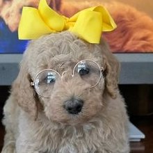 Sophie x Goose, Summer 2026 Goldendoodle puppies at Texas Doodles