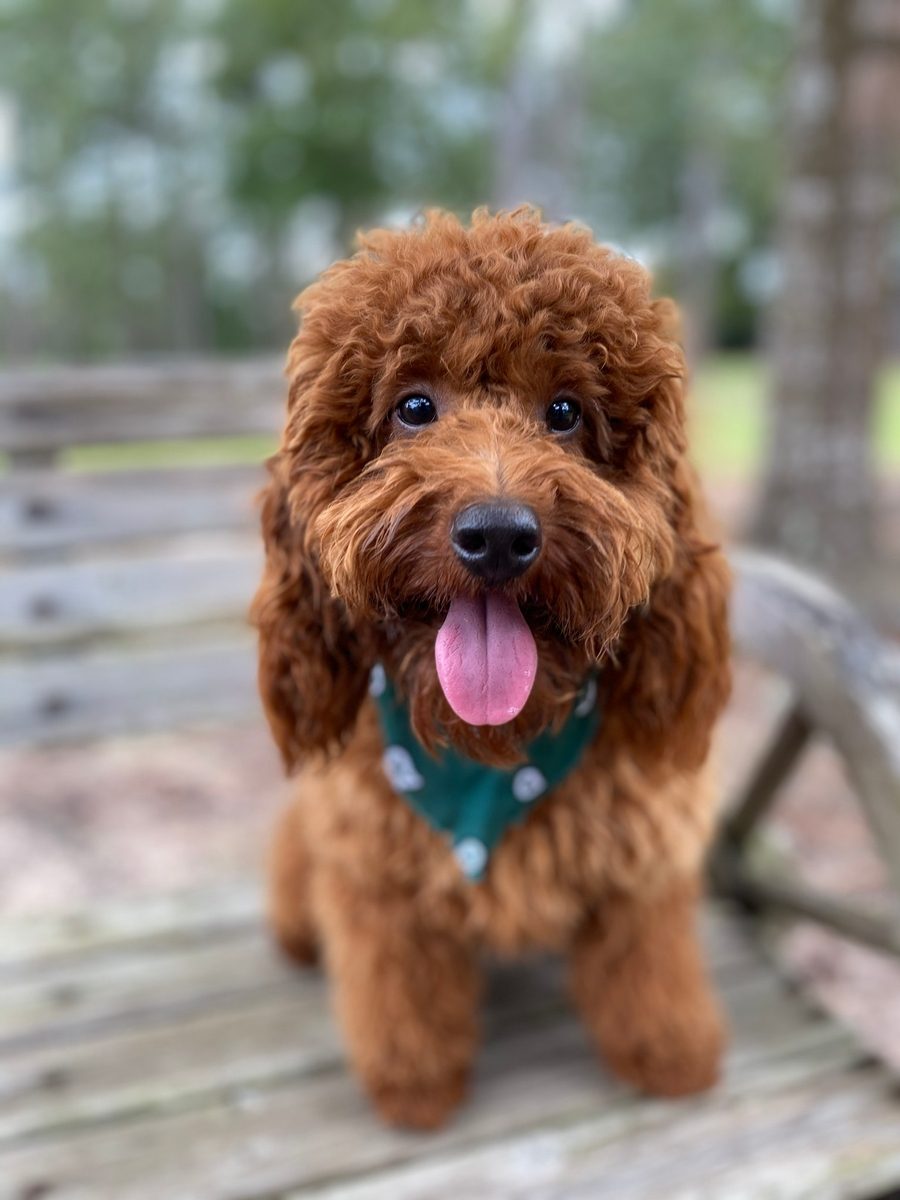 Taco, a Mini Poodle at Texas Doodles in Kountze, Texas