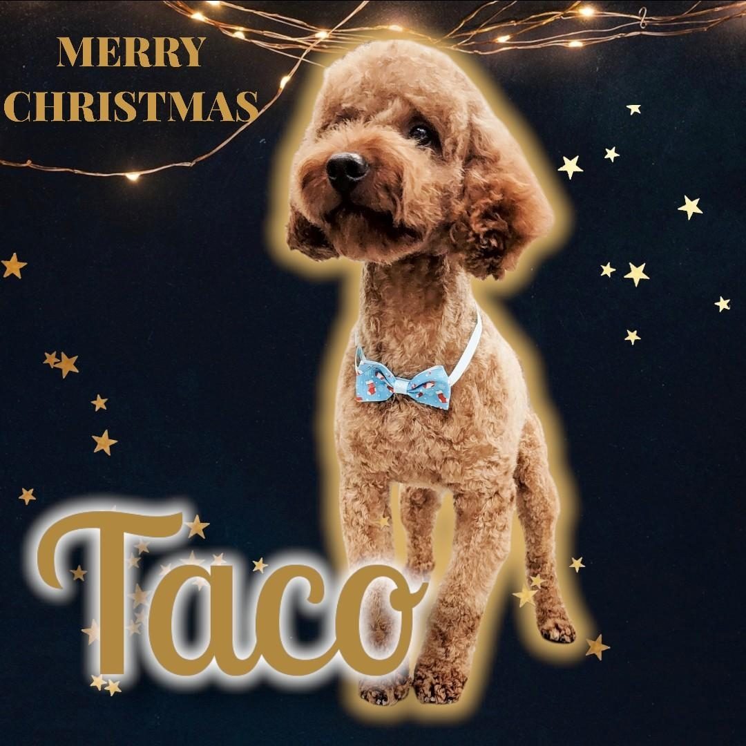 Taco at Texas Doodles