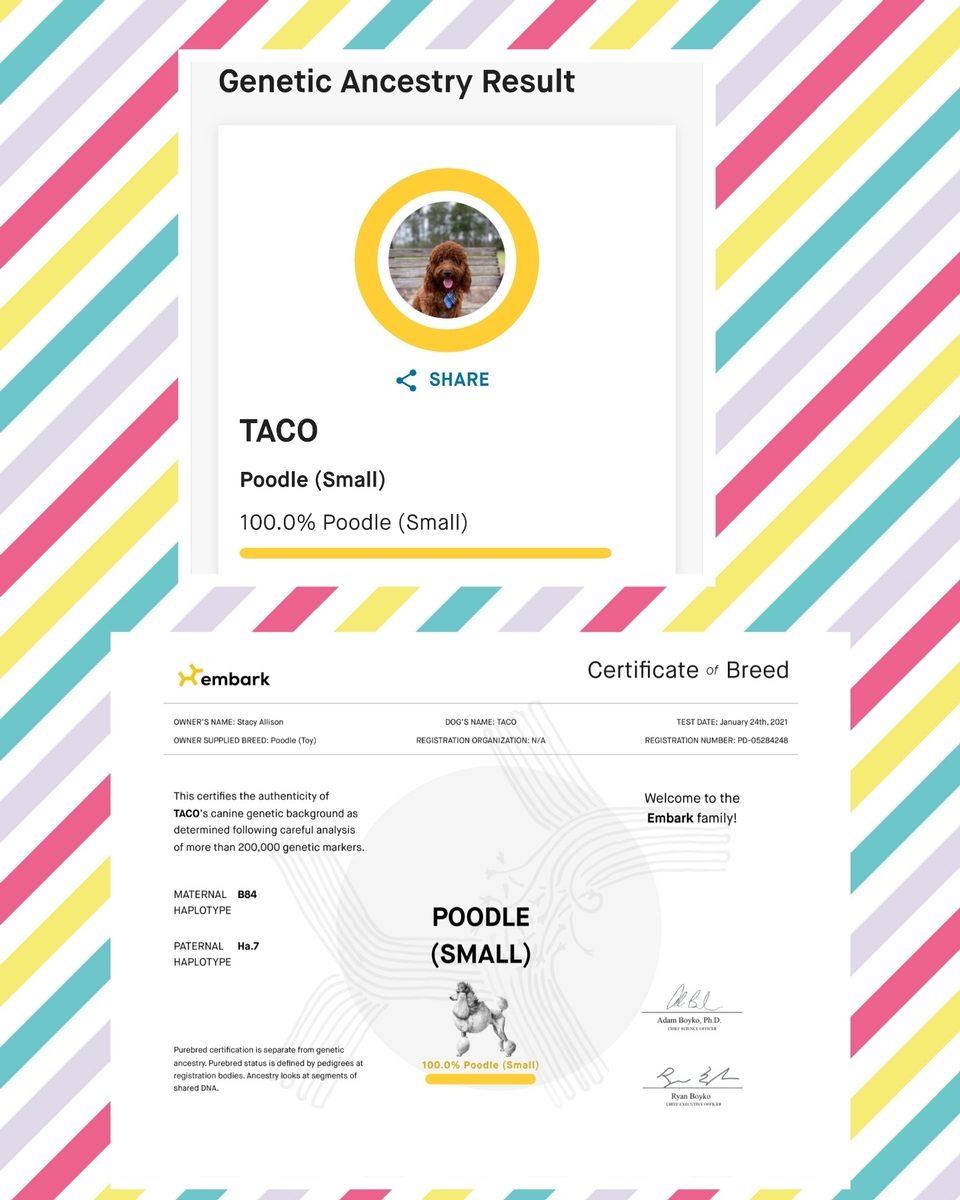 Taco at Texas Doodles