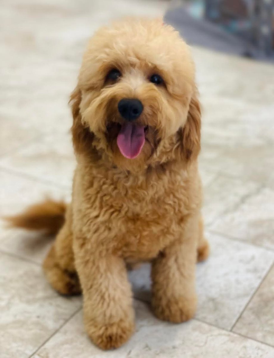 Teddy, a Goldendoodle at Texas Doodles in Kountze, Texas