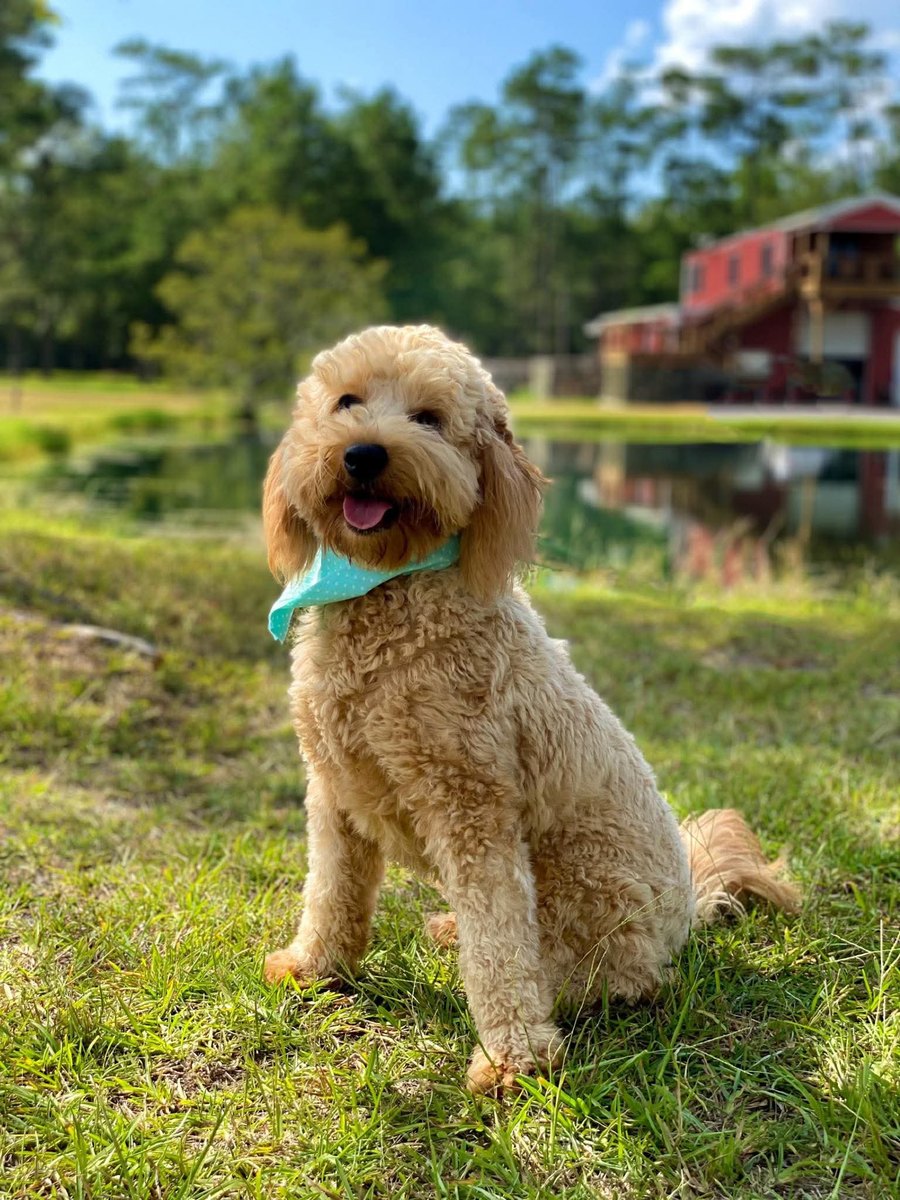 Teddy at Texas Doodles
