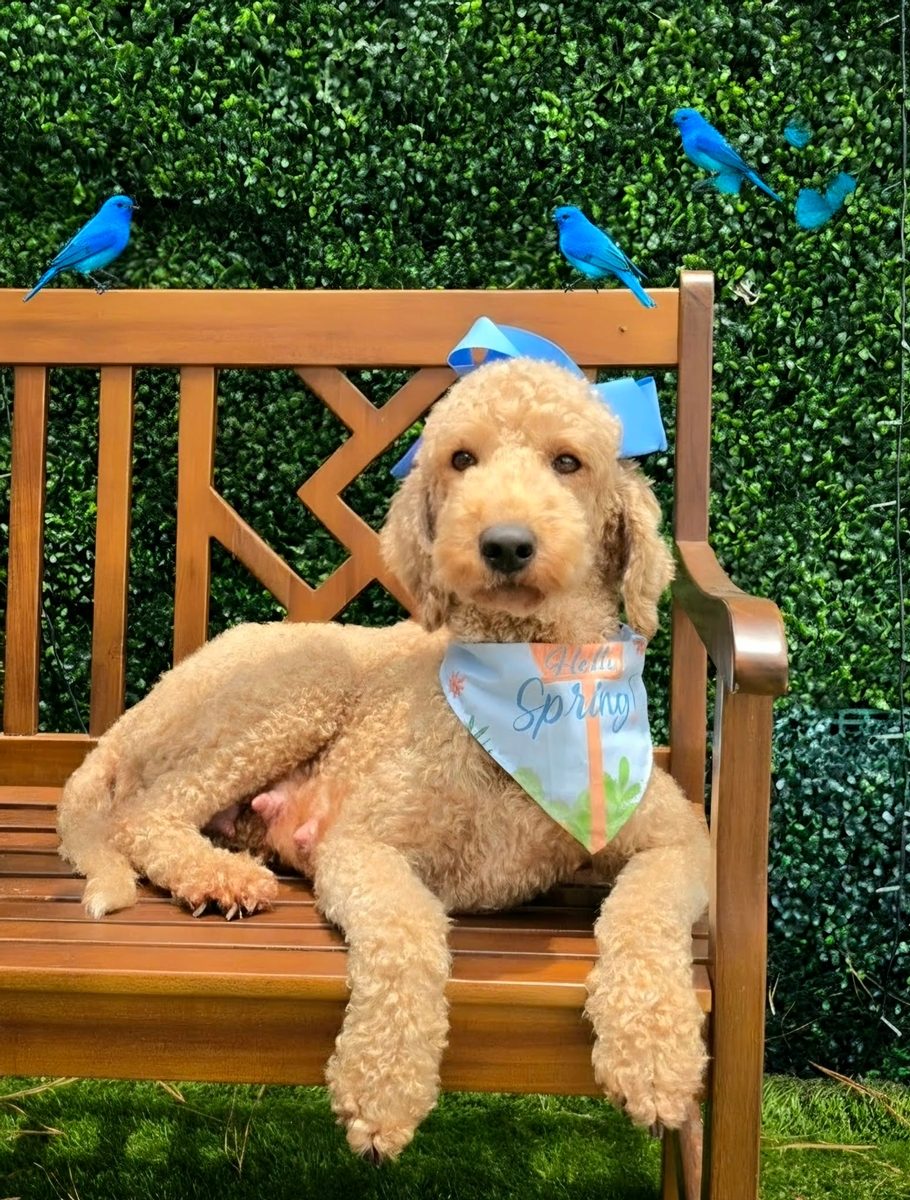 Tilly at Texas Doodles