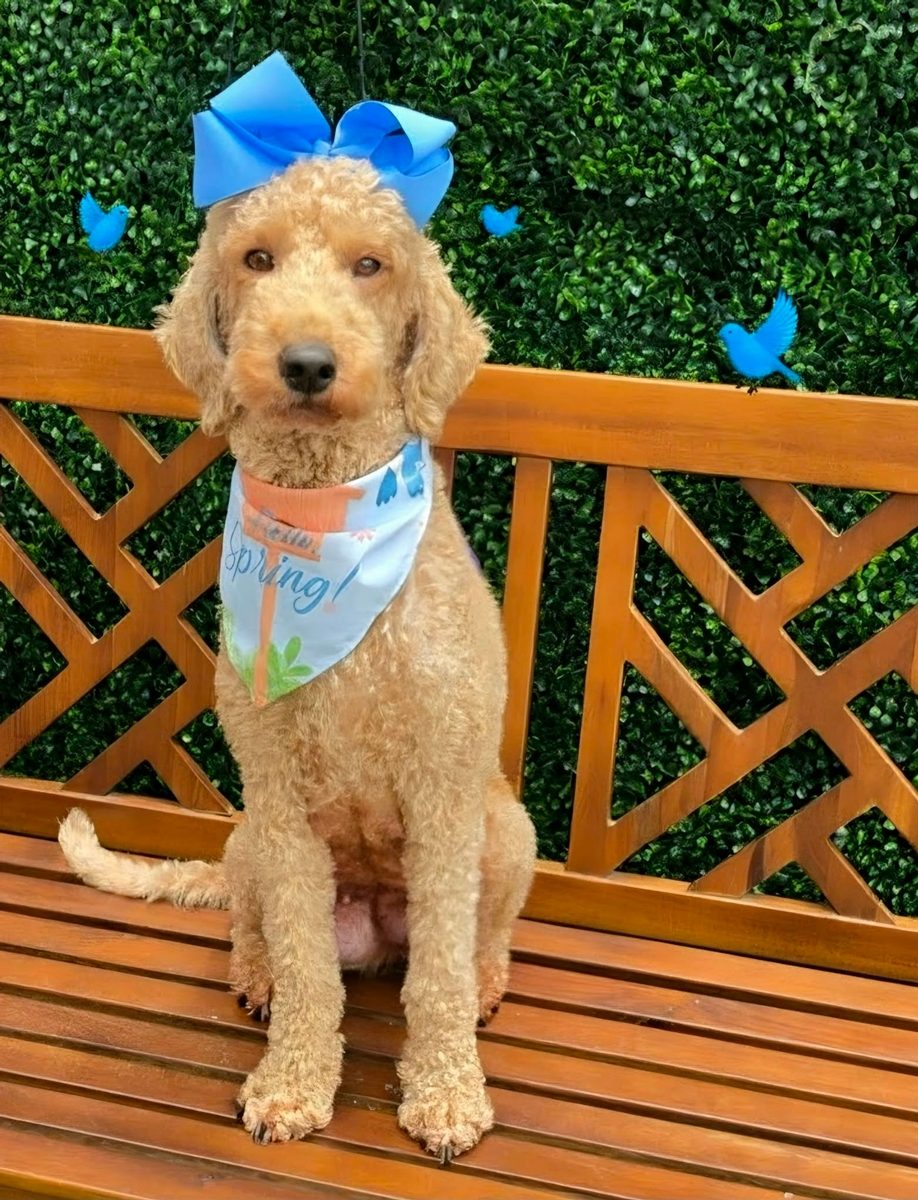 Tilly, a Goldendoodle at Texas Doodles in Kountze, Texas