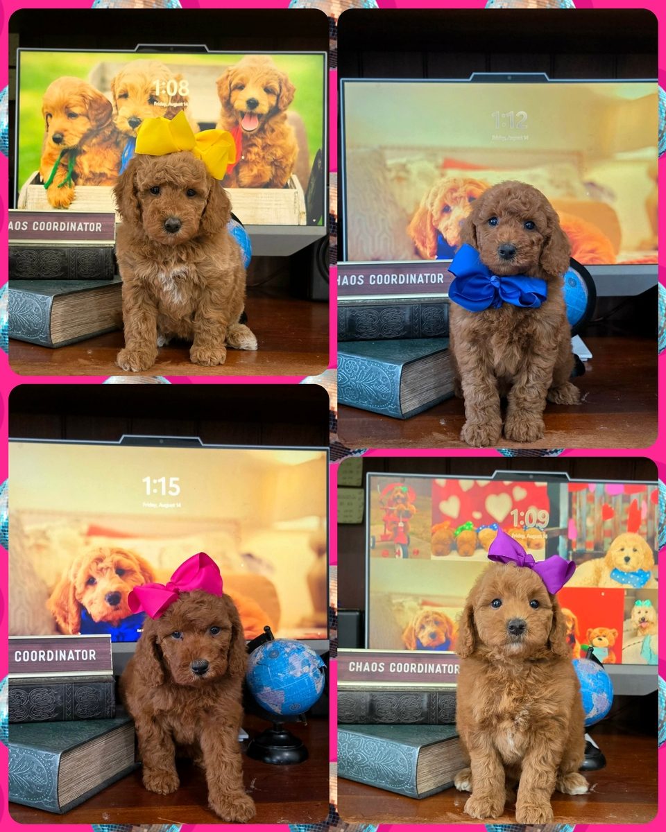 Tilly x Taco, Summer 2026 Goldendoodle litter at Texas Doodles