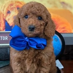 Tilly x Taco, Summer 2026 Goldendoodle puppies at Texas Doodles