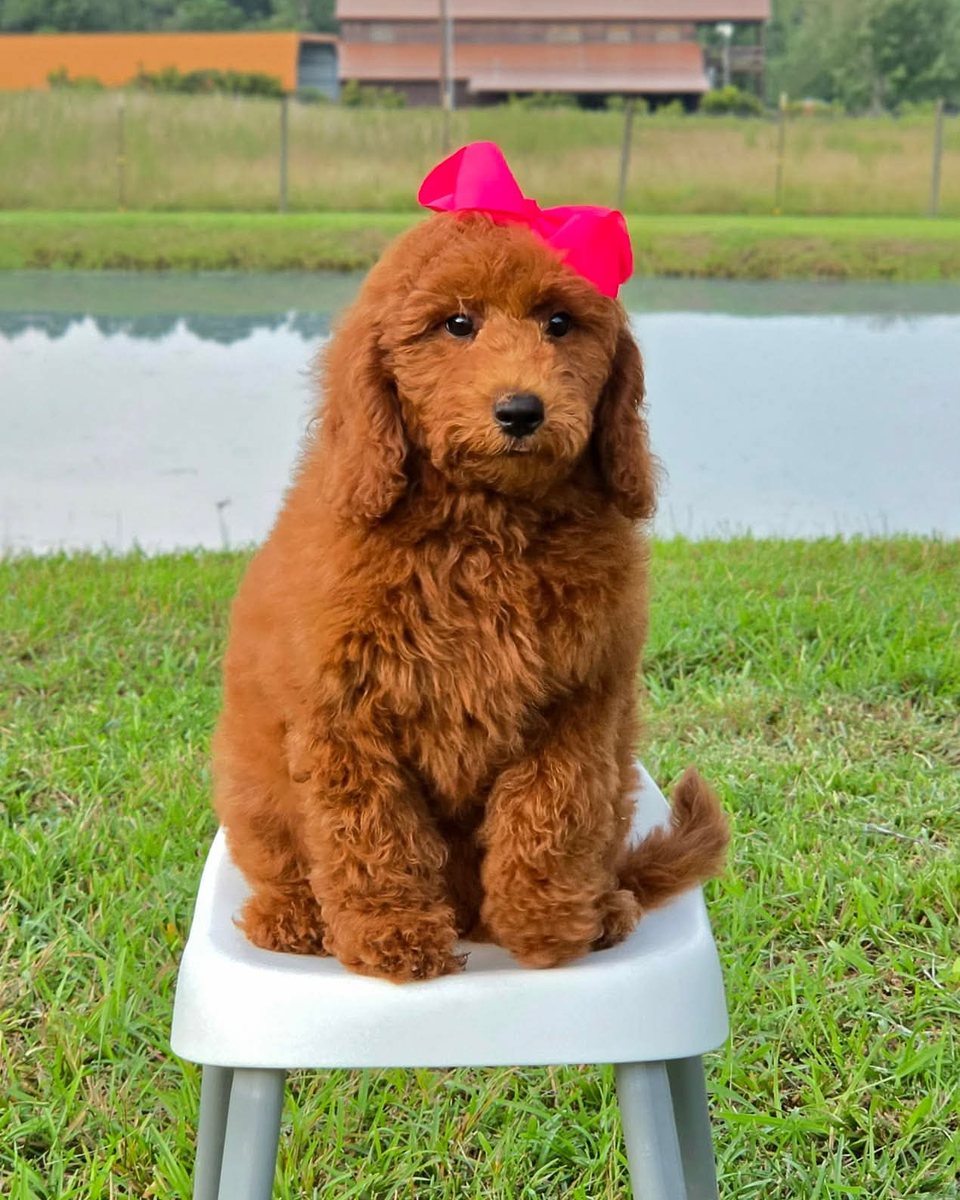 Tilly's Pink Bow Girl, F1BB Petite Mini Goldendoodle puppy from the Tilly x Taco, Summer 2026 litter