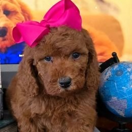 Tilly x Taco, Summer 2026 Goldendoodle puppies at Texas Doodles
