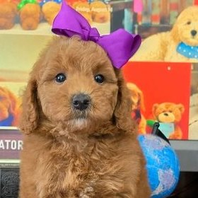 Tilly x Taco, Summer 2026 Goldendoodle puppies at Texas Doodles