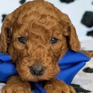 Tilly x Taco, Summer 2026 Goldendoodle puppies at Texas Doodles