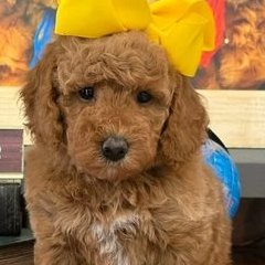 Tilly x Taco, Summer 2026 Goldendoodle puppies at Texas Doodles