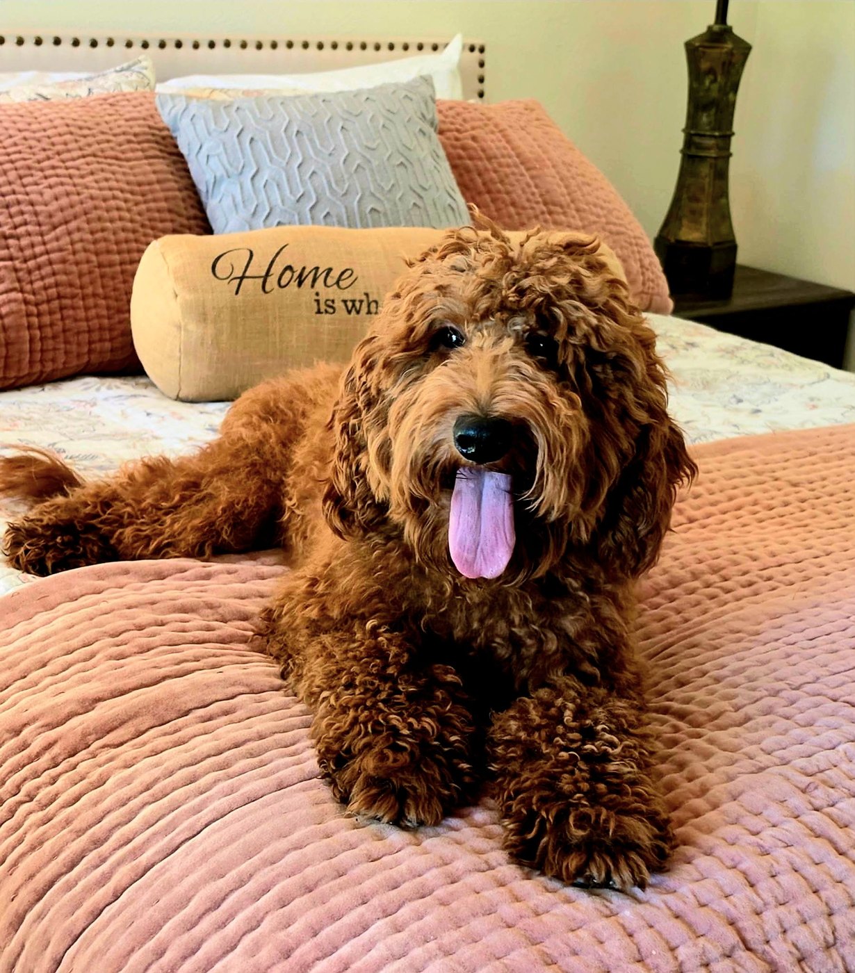 Turbo, a Goldendoodle at Texas Doodles in Kountze, Texas