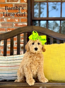 Bambi's Lime Girl Medium GoldenDoodle 