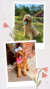 June Puppies - Bailey / Teddy medium GoldenDoodles 