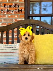 Bambi's Yellow Girl Medium GoldenDoodle 