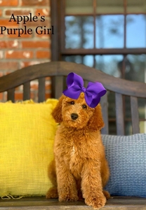 Apple's Purple Girl Medium GoldenDoodle 