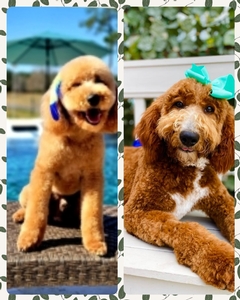 January puppies  Apple / Beau - F1B Medium Goldendoodles 