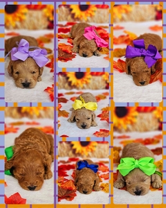 New Years Eve Puppies Kaia/Beau F1B Mini /Medium Goldendoodles 