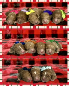 January 31st - puppies Harper / Hank F1BB Standard Goldendoodles 