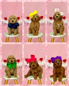 February 2nd Bambi / Beau - F1B Medium Goldendoodles