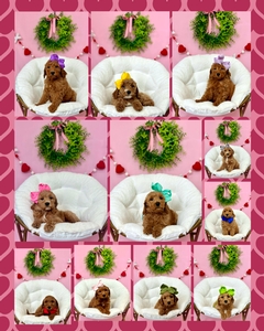 January 25th  puppies  Apple / Beau - F1B Medium Goldendoodles 