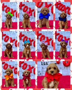 February 21st Puppies - Gracie / Goose - F1BB Mini Goldendoodles 